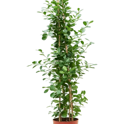 Ficus microcarpa 'Moclame' - 150