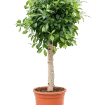Ficus microcarpa ‘Nitida’