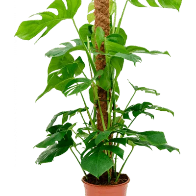 Monstera deliciosa – gatenplant op mosstok