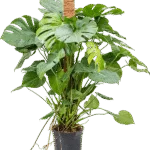 Monstera deliciosa – gatenplant op mosstok