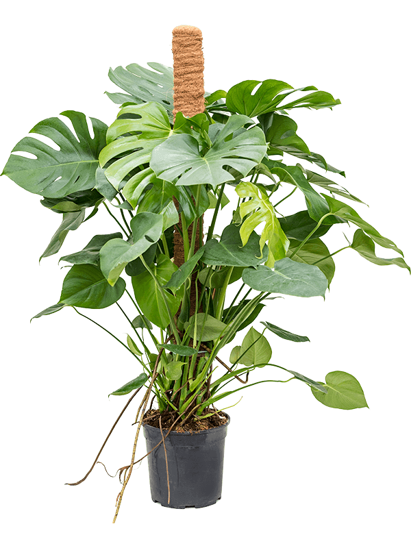 Monstera Deliciosa kopen bij Plantscount