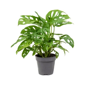 Monstera Adansonii Overig