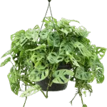 Monstera obliqua - Hangplant