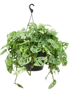Monstera Adansonii Hangend