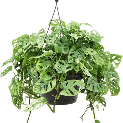 Monstera obliqua - Hangplant
