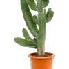 Opuntia consolea - 40