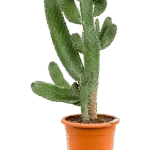 Opuntia consolea - 40