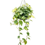 Philodendron scandens 'Brasil' Hangplant