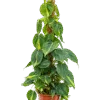 Philodendron scandens 'Brasil' Mosstok