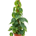 Philodendron scandens 'Brasil' Mosstok