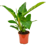 Philodendron 'Imperial Green'