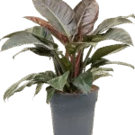 Philodendron 'Imperial Red'