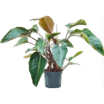 Philodendron 'Red Beauty'