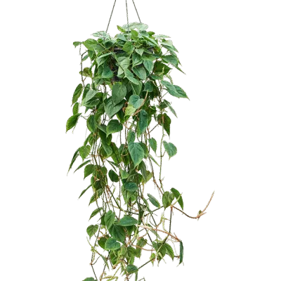 Philodendron scandens (100-150)