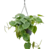 Philodendron scandens Hangplant