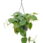 Philodendron scandens Hangplant