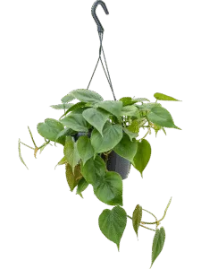 Philodendron Hangend