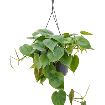 Philodendron scandens Hangplant