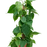 Philodendron scandens Mosstok