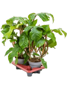Philodendron Overig