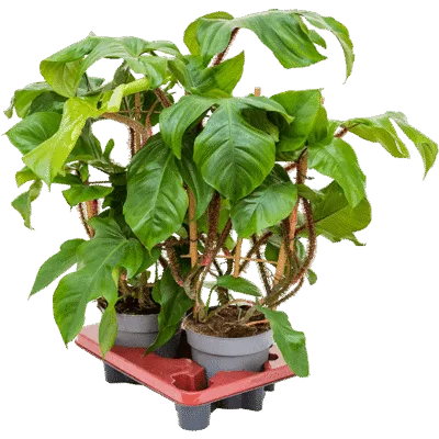 Philodendron squamiferum