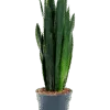 Sansevieria trifasciata 'Black Tiger'