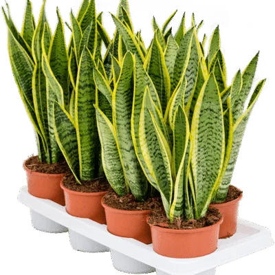Sansevieria trifasciata ‘Laurentii’ – Vrouwentong Laurentii - 45
