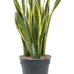 Sansevieria trifasciata ‘Laurentii’ – Vrouwentong Laurentii