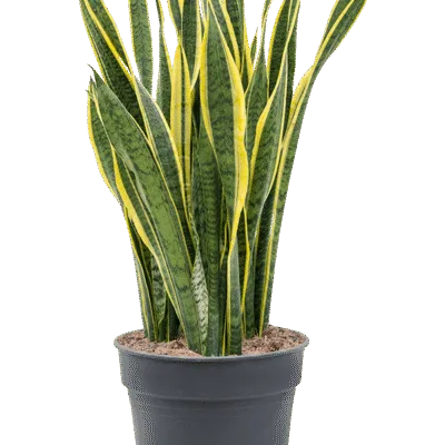Sansevieria trifasciata ‘Laurentii’ – Vrouwentong Laurentii