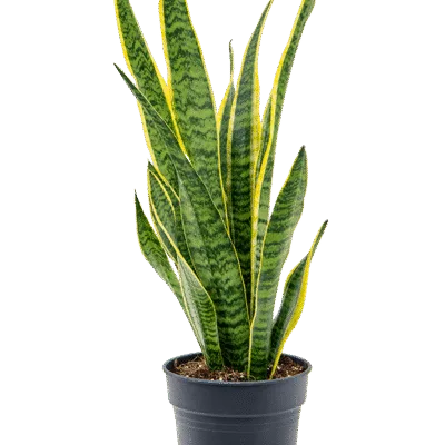 Sansevieria trifasciata ‘Laurentii’ – Vrouwentong Laurentii - 65