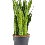 Sansevieria zeylanica