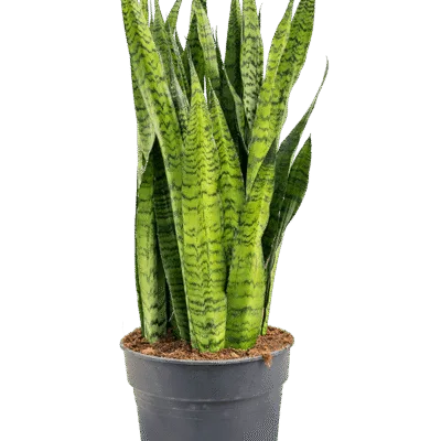 Sansevieria zeylanica