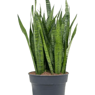 Sansevieria zeylanica - 100