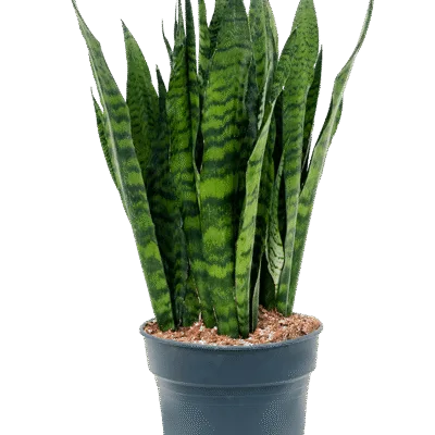 Sansevieria zeylanica - 95