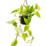 Scindapsus Golden Pothos – Hangplant