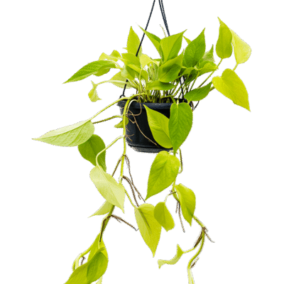 Scindapsus Golden Pothos – Hangplant