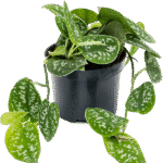 Scindapsus pictus – Satijnplant