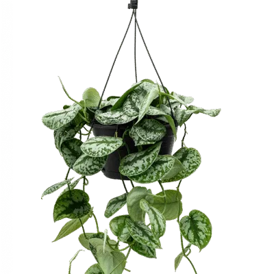 Scindapsus pictus 'Trebie' Hangplant