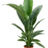 Spathiphyllum 'Sensation'