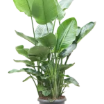 Strelitzia nicolai 9pp