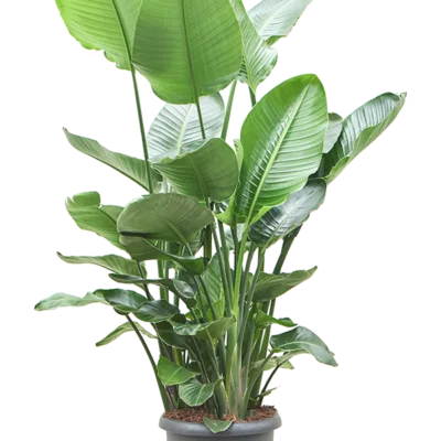 Strelitzia nicolai 9pp