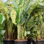 Strelitzia nicolai (320-350cm)