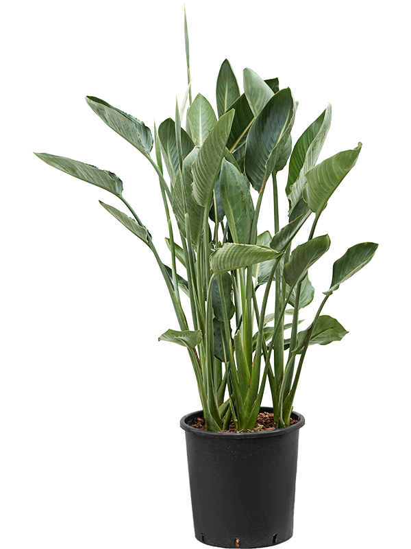 Strelitzia Reginae kopen bij Plantscount