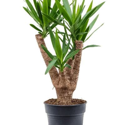 Yucca elephantipes - Stam