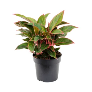 Aglaonema Overig