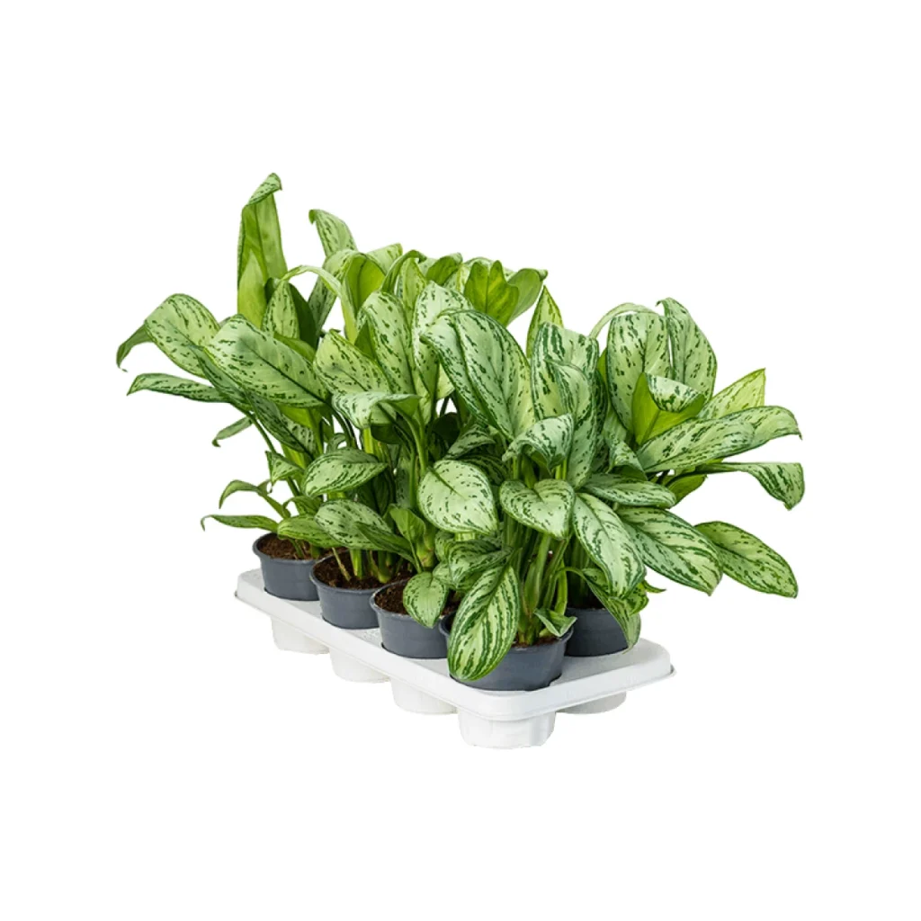 Aglaonema kopen bij Plantscount