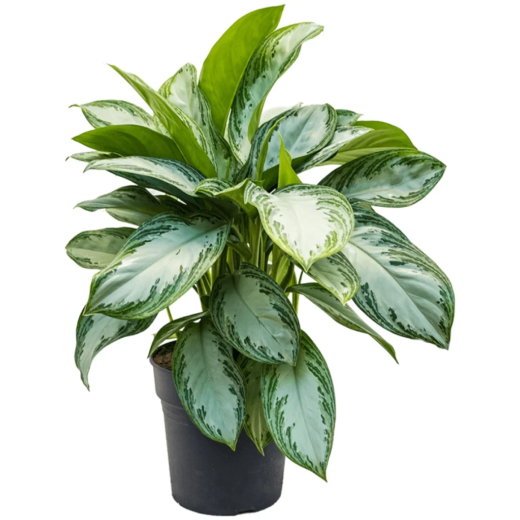 Aglaonema kopen bij Plantscount
