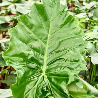 Alocasia ‘Portodora’ - afbeelding 2