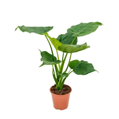 Alocasia cucullata