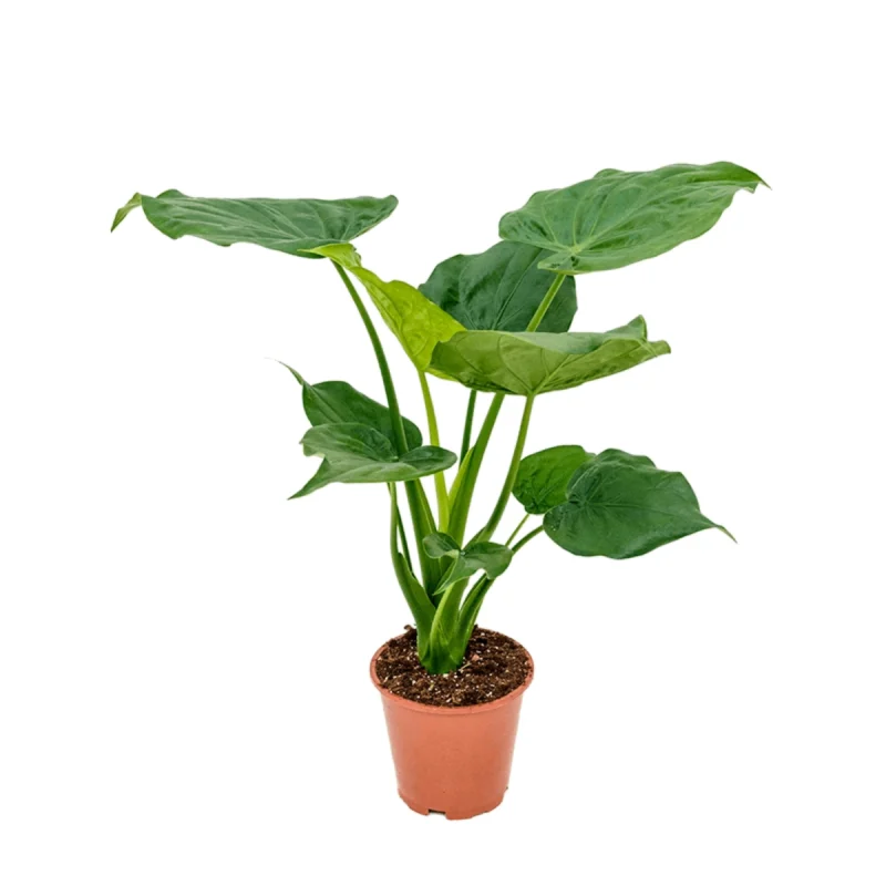 Alocasia cucullata